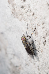 Obraz premium the gadfly, sitting