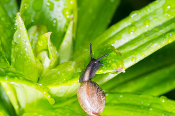 the snail in the background