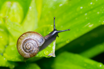 the snail in the background