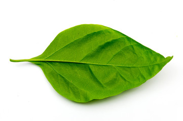 Fototapeta na wymiar Bougainvillea leaves isolated on white background.
