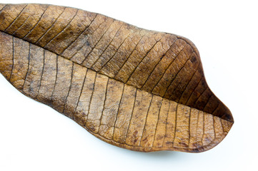 Mango leaves dry isolated on white background.