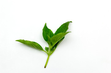 Hairy Basil isolated on white background. (leaf Hairy Basil isol