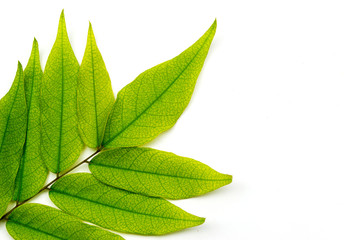 Obraz premium Leaf wall fibers isolated on white background.