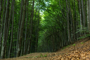 Road through the mountainous forest