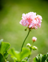Fototapeta premium Pink pelargonium