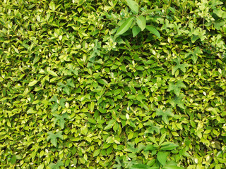 bush wall green leaf texture