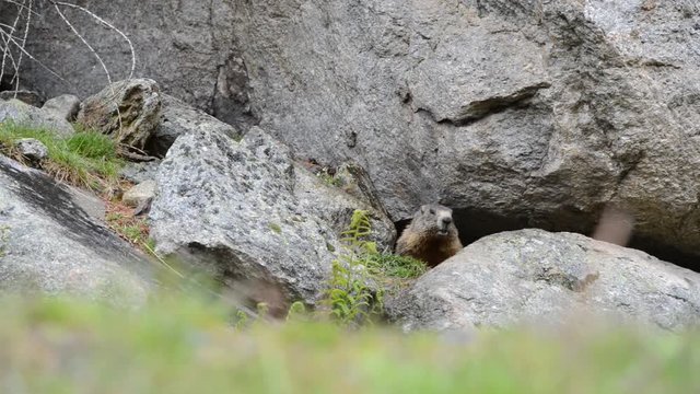 Marmot, Marmota marmota, Cute animal sitting under a  stone, nature rock habitat, Alp, Swiss