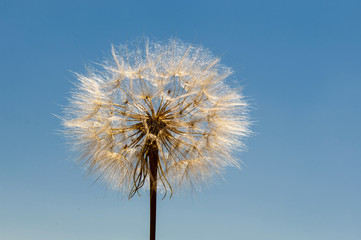 Obraz premium Air dandelion