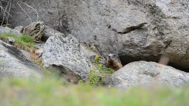 Marmot, Marmota marmota, Cute animal sitting under a  stone, nature rock habitat, Alp, Swiss