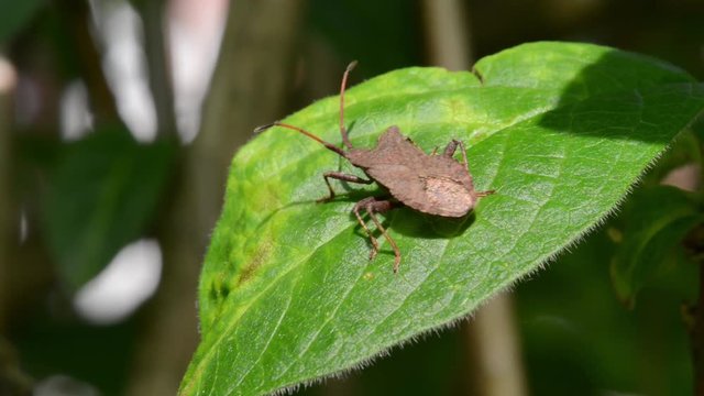 Dock bug (Coreus marginatus). A large and mottled reddish-brown squashbug in the family Coreidae