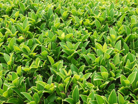 green Bush leaf texture