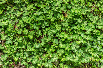 Obraz premium Плетущееся зеленое растение. Абстракция. фон, текстура.