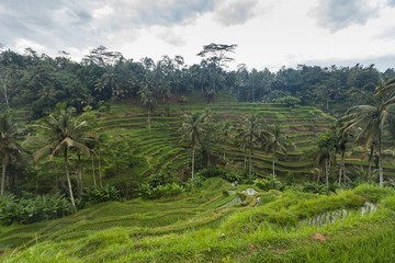 Holiday in Bali, Indonesia - Tegallalang Rice Terrance