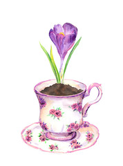 Crocus flower in tea cup. Watercolor