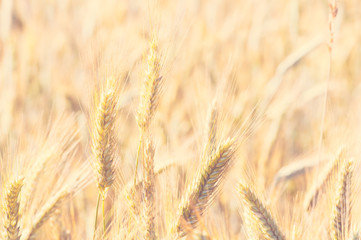 Close up of wheat ear in field