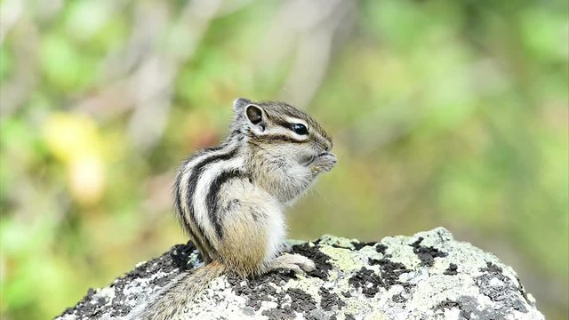 Siberian chipmunk (Tamias sibiricus)