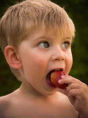 Kleiner Junge isst Erdbeeren aus dem eigenen Garten im Sommer