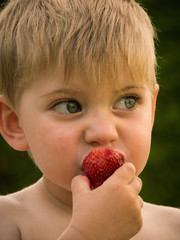 Kleiner Junge isst Erdbeeren aus dem eigenen Garten im Sommer
