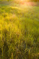 Meadow of tall grass and sunlight nature background image