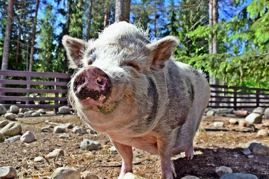 Funny pig