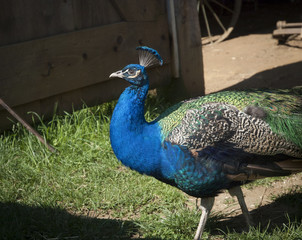 Bright Male Peacock in a Barnyard