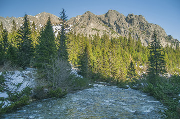 Obraz premium Beautiful river in the high mountains. The thick green forest. sunny day