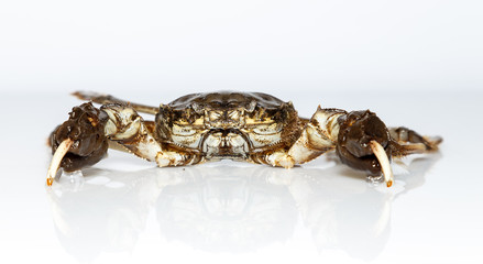 sea crab from the Baltic Sea