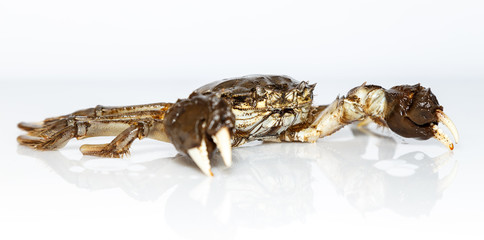 sea crab from the Baltic Sea