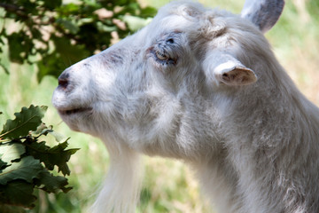 white goat head in profile on nature