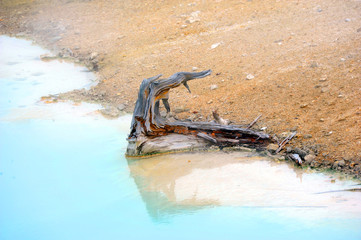 Bare Stump in Palette Springs