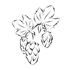 Hop vine with flowers (seed cones). Hand drawn vector illustration  (silhouette sketch).