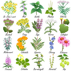 Naklejki  Kolekcja ziół leczniczych i leczniczych. Ręcznie rysowane zestaw ilustracji wektorowych botanicznych, na białym tle.