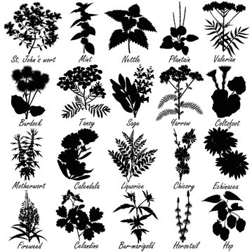 Set of medicinal and healing herbs silhouettes. Hand drawn vector illustrations.