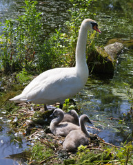 Family of swans.