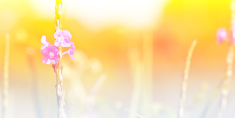 Obraz premium Purple flower growing in the meadow