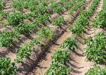 Fototapeta na wymiar Field with growing green potatoes.