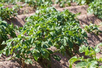 Field with growing green potatoes.