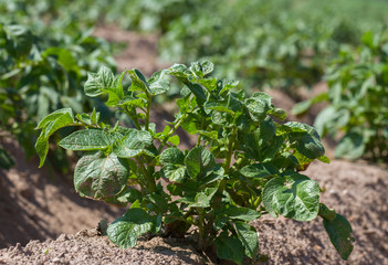 Field with growing green potatoes.