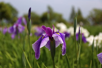 あやめの花(Iris flowers)