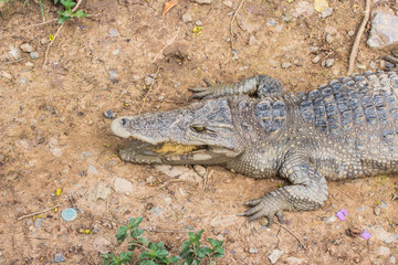 Siamese freshwater crocodile on ground.