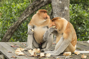 Male proboscis monkeys , eating at Labuk Bay, Borneo.