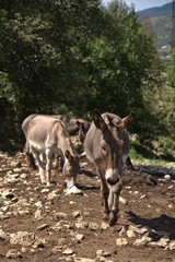 Donkeys, Italy