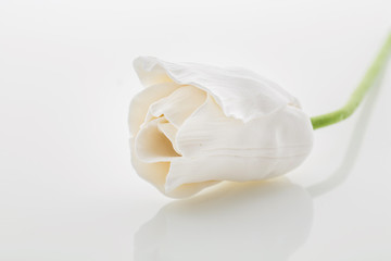 Beautiful white tulip
