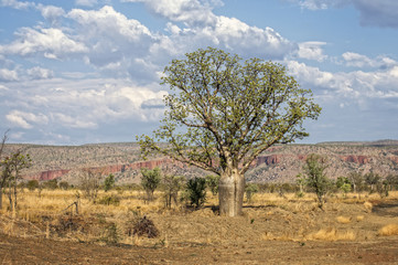 Baobab in der Kimberley Region