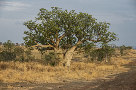 Baobab in der Kimberley Region