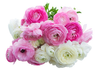 Pink and white ranunculus flowers