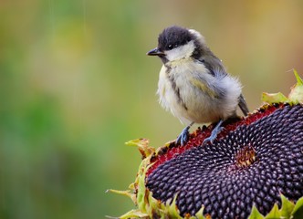 Great tit with sunflower