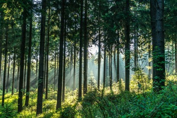 Sonnendurchschiener Wald