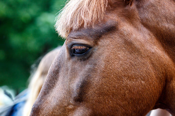 horse detail, head and eye