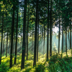 Sonnendurchschiener Wald